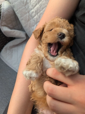 Maltipoo Welpen 
