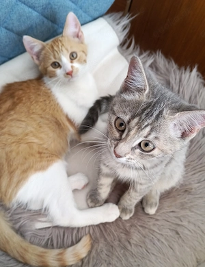 Liebevolle junge Katzen mit Herz suchen ihre Familie