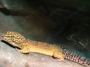 Leoparden Gecko 