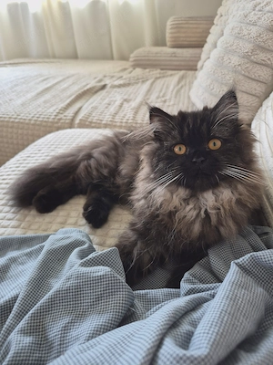 Reinrassige Britisch Langhaar Katze BLH weiblich chocolate smoke sehr lieb