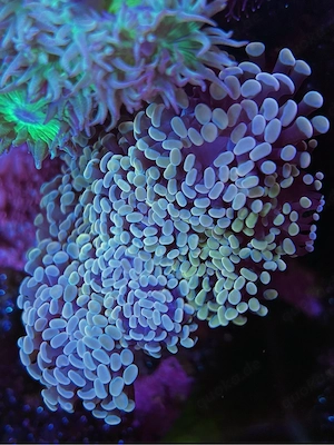 Euphyllia golden nugget 9 köpfe meerwasser ableger koralle