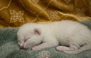 Zuckersüßes BKH-Kitten reinrassig sucht ein liebevolles Zuhause!