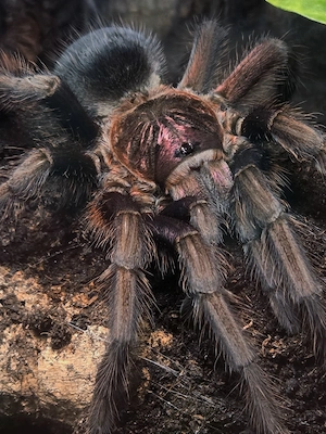 Phormictopus sp dominican purple Vogelspinne 