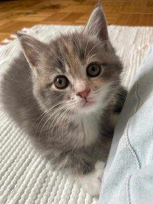 Main Coon  Britisch Kurzhaar Kitten 