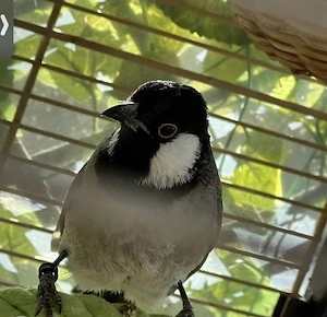 vögel zuverkaufen