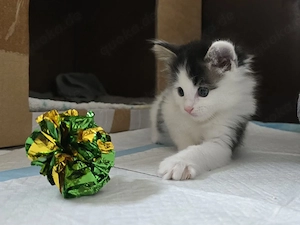 Edelmix Kitten (klein bleibend) mit 12 Wochen abzugeben.
