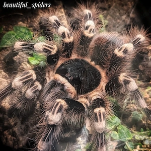 Acanthoscurria geniculata Vogelspinne 