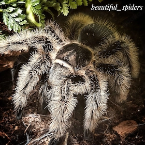Tliltocatl albopilosus Nicaragua Vogelspinne 