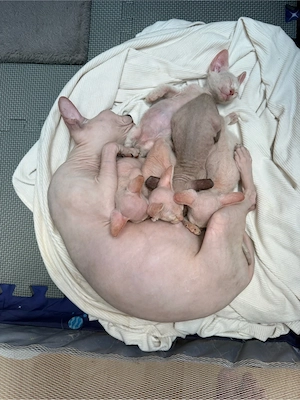 Sphynx Kitten 