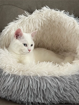 Weißer BKH-Kater mit blauen Augen sucht sein neues Zuhause 