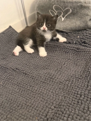 Reinrassige Bkh Kitten 
