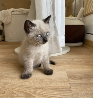 Siam BKH Mix Bluey Kitten Baby Kater geimpft