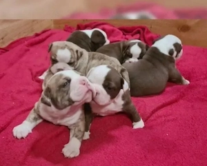 Old Englische Bulldogge 