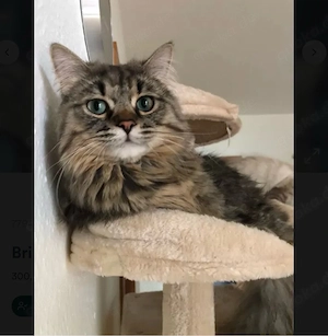 Siamkatze und Siam Brittischkurzhaarmix abzugeben bearbeiten