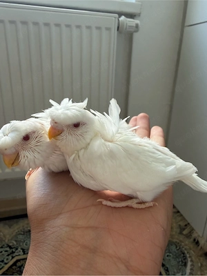 Wellensittich Babys 