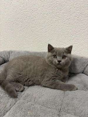 BKH Katzenbabys, Kitten zu verkaufen