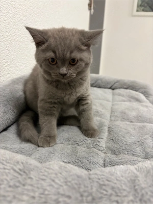 BKH Katzenbabys, Kitten zu verkaufen