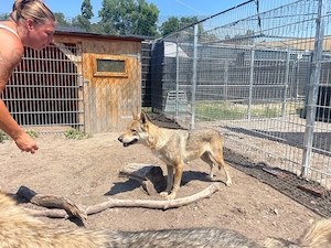 Loba, 7 J., sucht ein ruhiges, gemütliches Plätzchen  Bild 8