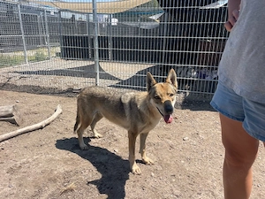 Loba, 7 J., sucht ein ruhiges, gemütliches Plätzchen  Bild 7