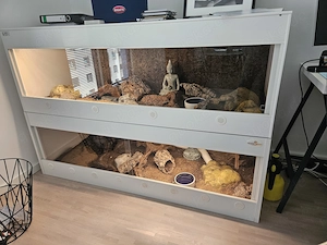 2 Königspythons brauchen ein Zuhause 
