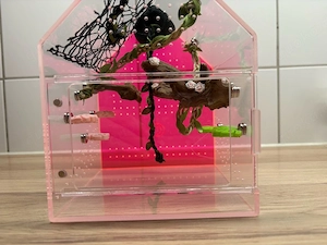 terrarium für springspinnen 