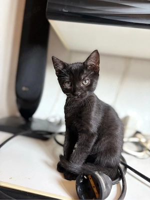 Kitten Kater sucht zuhause 