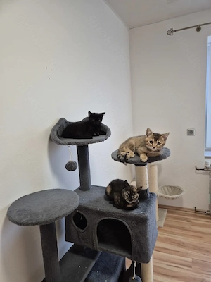 Fünf hübschen britisch Kurzhaar  Bengal mix Kitten zu verkaufen 