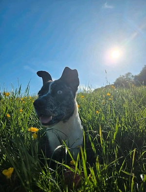 2 jährige Bordercollie Mix Hündin sucht neues Zuhause