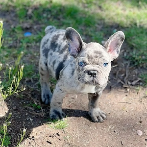 Französische Bulldoggenwelpen verfügbar