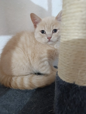BKH  Reinrassige Katzen sofort abholung