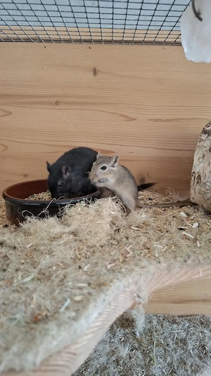 Wüstenrennmaus