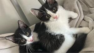 2 Geschwister Baby abzugeben  Weibchen und Männchen 
