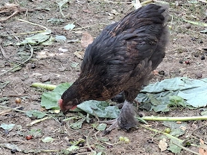 Marans Hahn