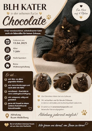 seltener BLH Kater Chocolate 