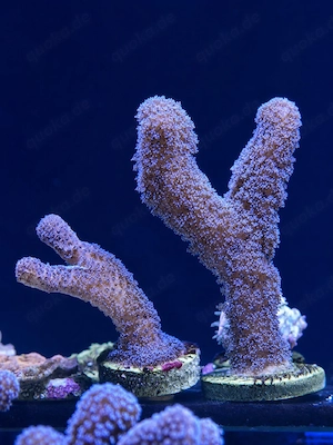 Stylophora pistillata Milka Ableger 