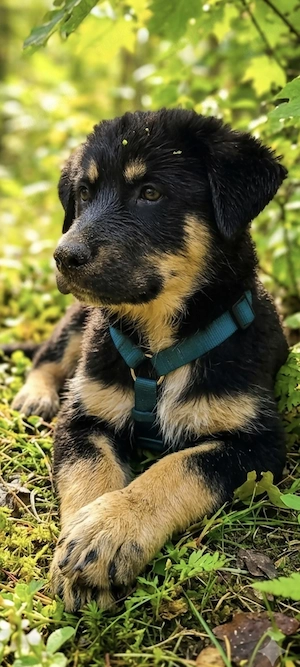 Sibirischer Labrador Rüde 