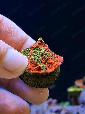 Montipora filiosa grafted Ableger