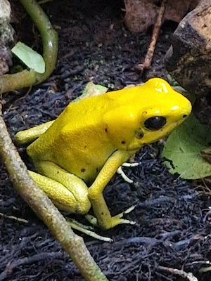 1.2 Phyllobates terribilis zu verkaufen