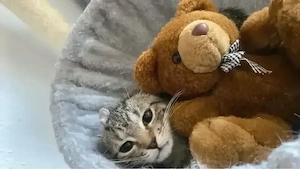 Europäisch- Britisch- Kurzhaarmix Kitten, sucht liebevolles zu Hause