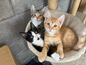 Babykatzen, Katzenbabys, Kitten, Katzen 