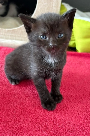 Kitten zu verkaufen