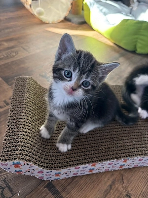 Kitten zu verkaufen