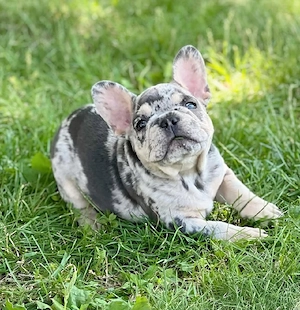 Französische Bulldoggenwelpen