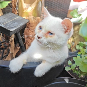 !! Notfall !!Kleinkatzen Pärchen sofort kostenlos abzugeben 