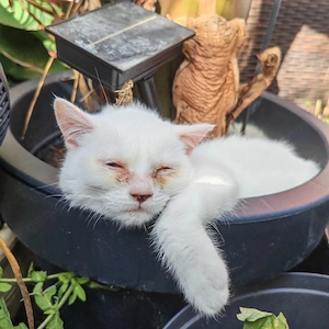 !! Notfall !!Kleinkatzen Pärchen sofort kostenlos abzugeben 