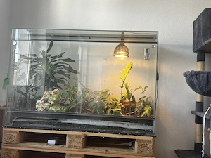 Kronengeckos (5stk.) mit Terrarium 