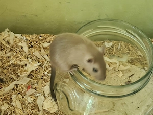 Rennmäuse Nachwuchs  Wüstenrennmäuse