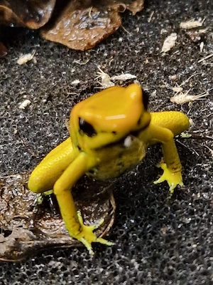 0.0.6 Phyllobates terribilis 