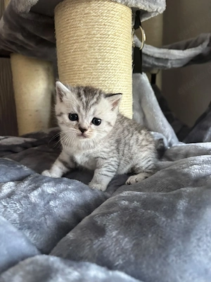 Nur noch 2 Kitten frei! BKH British Kurzhaar Silver-, black-tabby ab September abgabebereit   
