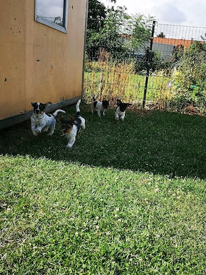 Jack Russel Welpen abzugeben 